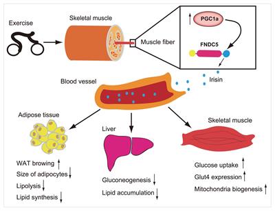 Irisin: A New Code Uncover the Relationship of Skeletal Muscle and Cardiovascular Health During Exercise